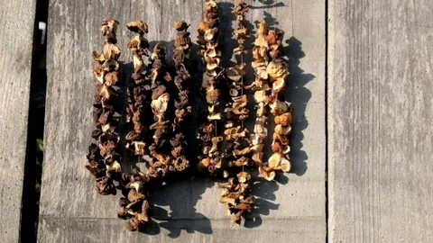 Dry mushrooms Stock Footage 80941466