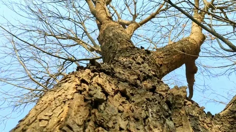 A dry Neem tree trunk and branches Stock Footage 123141330