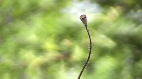 Dry, but not the overthrow of ... Stock Footage 65451967