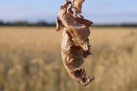 Dry oak leaf against the background of a wheat field Foto stock