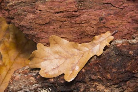 Dry oak leaf on the background of bark. Bark mulch for background. Stock Photos
