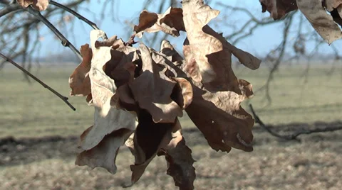Dry oak leaf on a background field Stock Footage 35389630