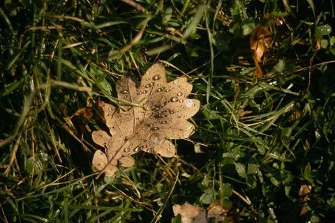 Dry oak leaf with dew drops on green grass in autumn Stock Photos