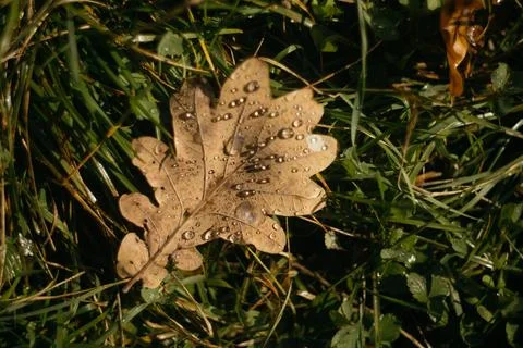 Dry oak leaf with dew drops on green grass in autumn Stock Photos