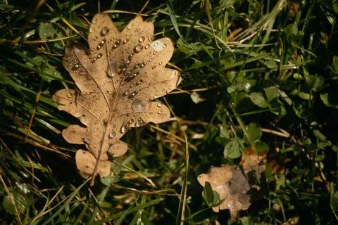 Dry oak leaf with dew drops on green grass in autumn Stock Photos