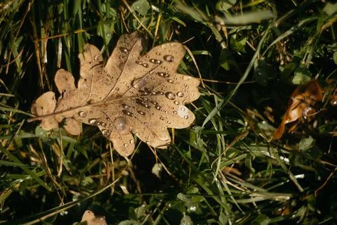 Dry oak leaf with dew drops on green grass in autumn Stock Photos