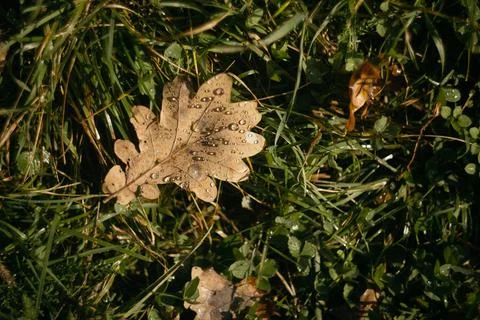Dry oak leaf with dew drops on green grass in autumn Stock Photos