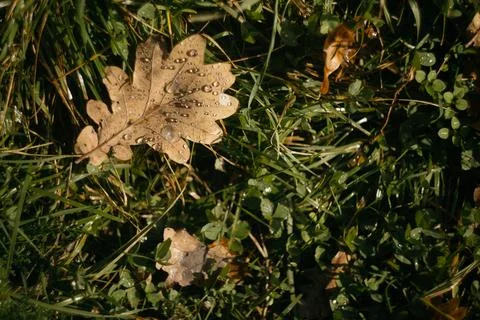 Dry oak leaf with dew drops on green grass in autumn Stock Photos