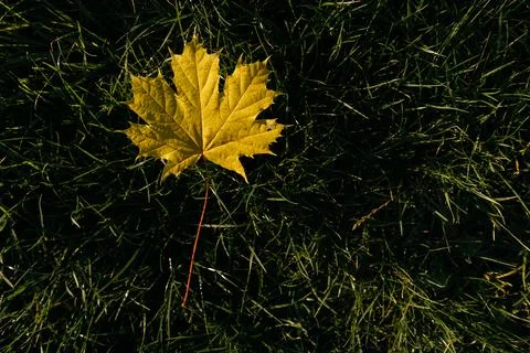 Dry oak leaf with dew drops on green grass in autumn Stock Photos