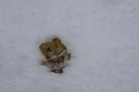 Dry oak leaf emerging from snow during winter season Fotos de archivo