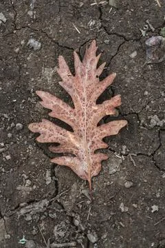 Dry oak leaf on ground Foto stock