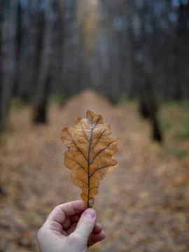 Dry Oak Leaf in Hand 写真素材