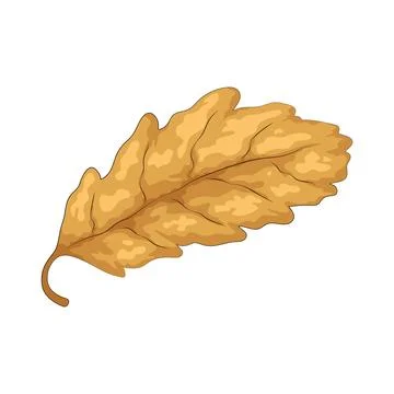 Dry oak leaf illustration Stock Illustration