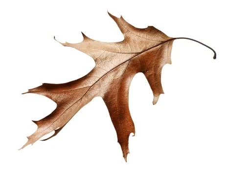 Dry oak leaf isolated on white background Stock Photos
