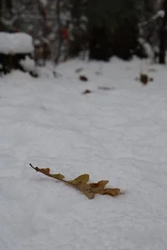 Dry oak leaf lying on the snow near a dark forest Stock Photos
