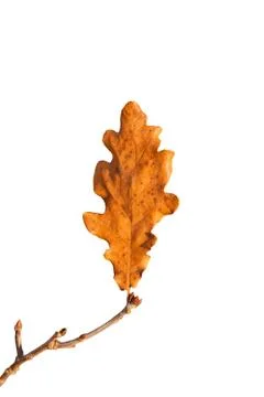 Dry oak leaf Stock Photos
