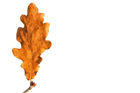 Dry oak leaf Stock Photos