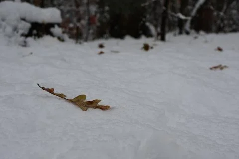 Dry oak leaf resting on fresh snow in winter forest, Stock Photos