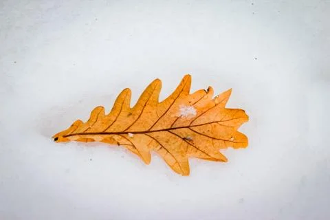 Dry oak leaf on snow Stock Photos