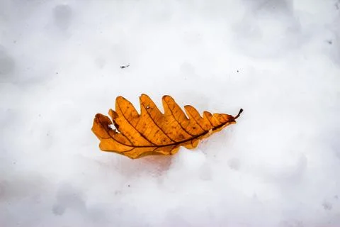 Dry oak leaf on snow Stock Photos