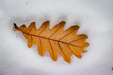 Dry oak leaf on snow Foto stock