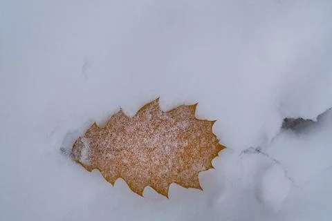 Dry oak leaf in winter with snow on the ground Stock Photos