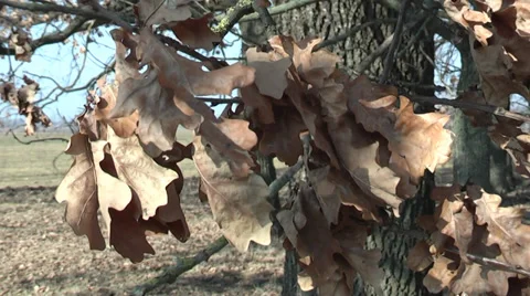 Dry oak leaf on wood background Stock Footage 35389806