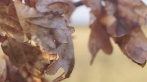 Dry oak leaves and wheat field Stock Footage