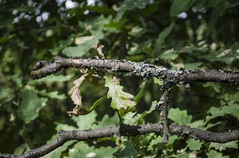 Dry oak leaves on the branches of a tree in the forest Stock Photos
