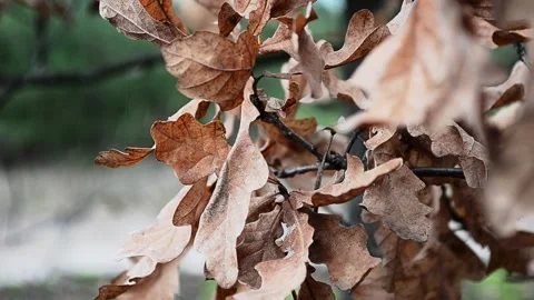Dry oak leaves Video stock 143223384