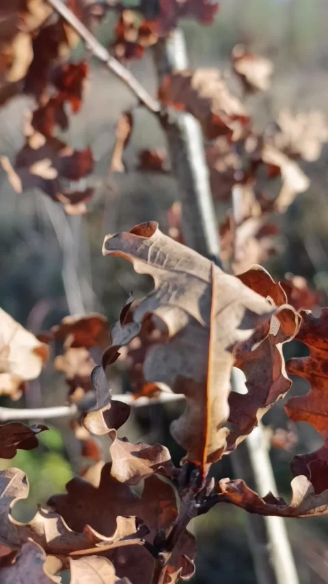 Dry oak leaves Stock Footage 339288972