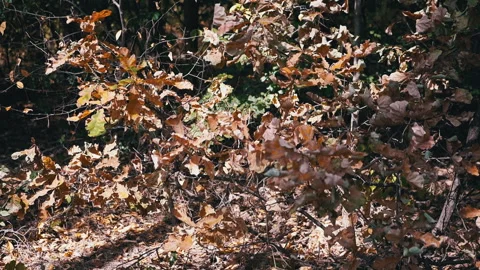 Dry Oak Leaves in the Forest Stock Footage 293273684