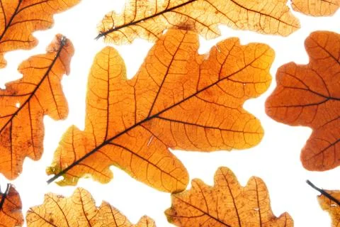 Dry oak leaves Stock Photos