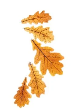 Dry oak leaves Stock Photos