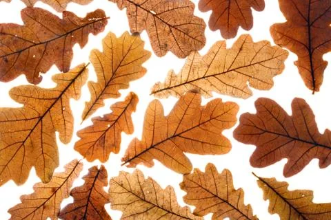Dry oak leaves Stock Photos