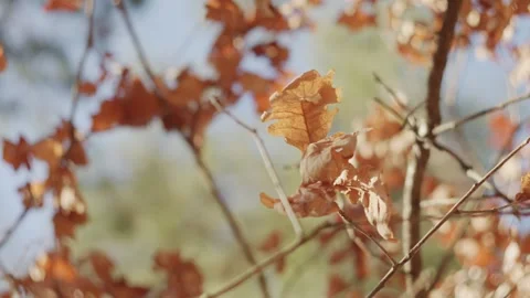 Dry Oak Leaves Swaying in Wind – Early Spring Close-Up 動画素材 330716793