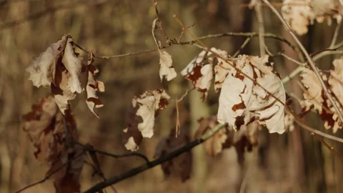 Dry Oak Leaves Swaying in Wind – Early Spring Close-Up 動画素材 330716800