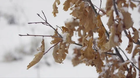 Dry oak leaves on a tree branch are covered with snow on a winter day Stock Footage 84912693