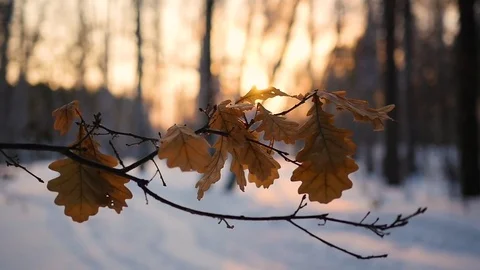 Dry oak leaves on the tree in winter landscape at sunset Vidéo 72216120