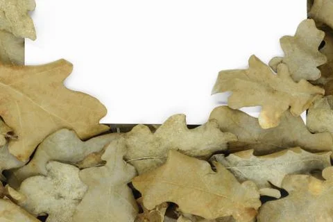 Dry oak tree leaf background Stock Photos