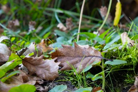 Dry oak tree leaf fallen to the ground. The photo was taken in autumn. Stockfoto's