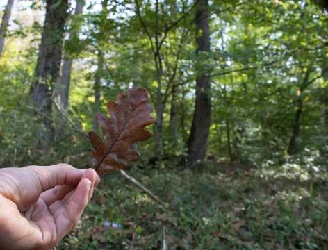Dry oak tree leaf fallen to the ground. The photo was taken in autumn. Stock Photos