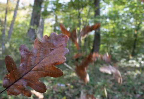 Dry oak tree leaf fallen to the ground. The photo was taken in autumn. Stock Photos