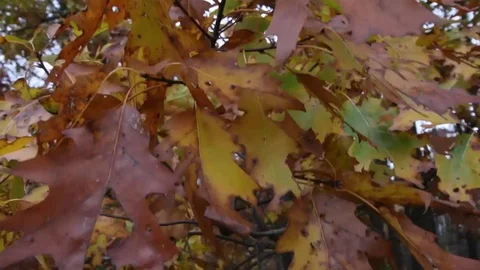 Dry Oak Tree Leaves and Branch Stock Footage 70373444