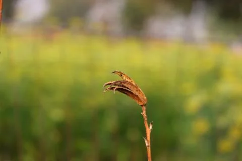 Dry okra Stock Photos