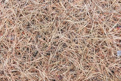 Dry old pine needles Stock Photos