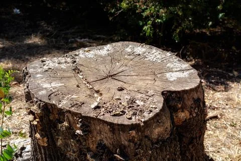 Dry old stump. Stock Photos