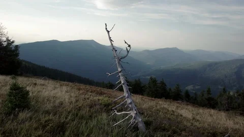 Dry Old Tree Branch on the mountains grass meadow with mountains range on the Stock Footage 88958329