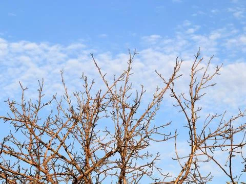 Dry old tree branches Stock Photos