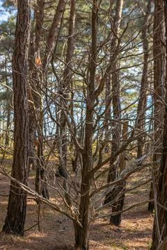 A dry old tree with branches without leaves on a forest background on a sunny Stock Photos